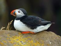 Felsabsatz mit Puffin